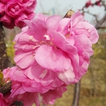 梅花