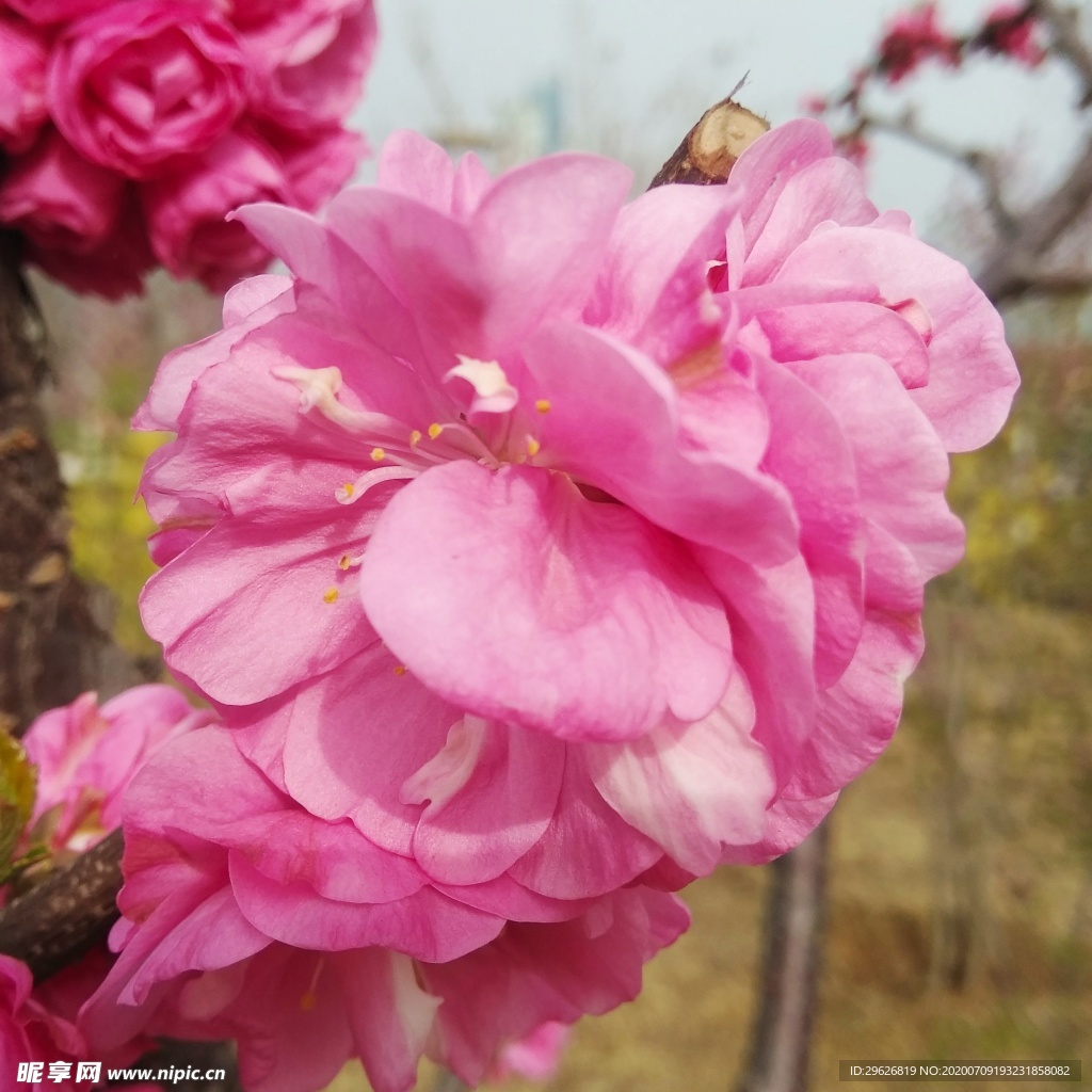 梅花
