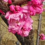 梅花