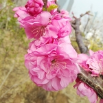 梅花