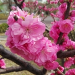 梅花