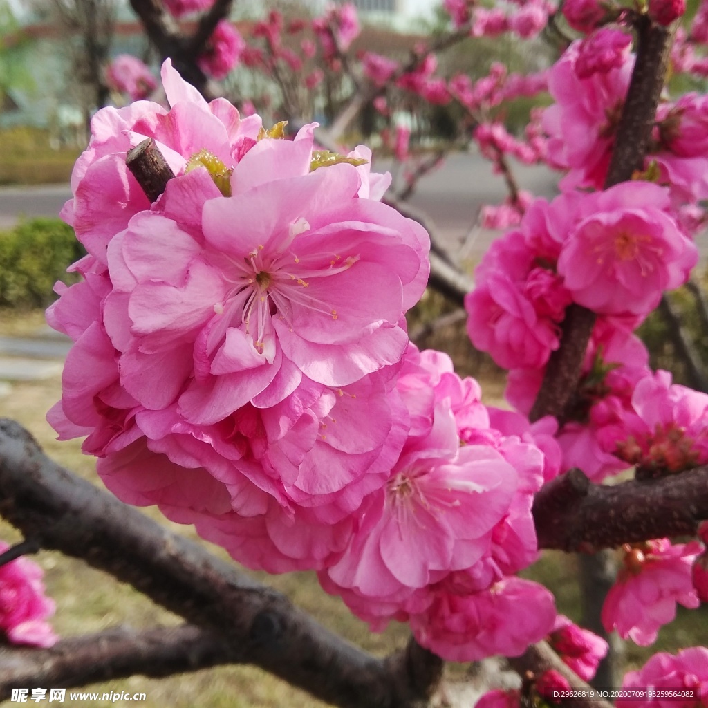梅花