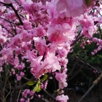梅花