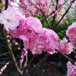 梅花