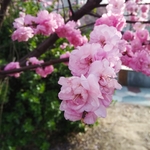梅花