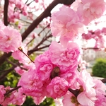 梅花