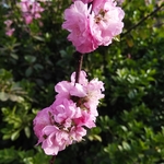 梅花