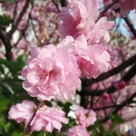 梅花