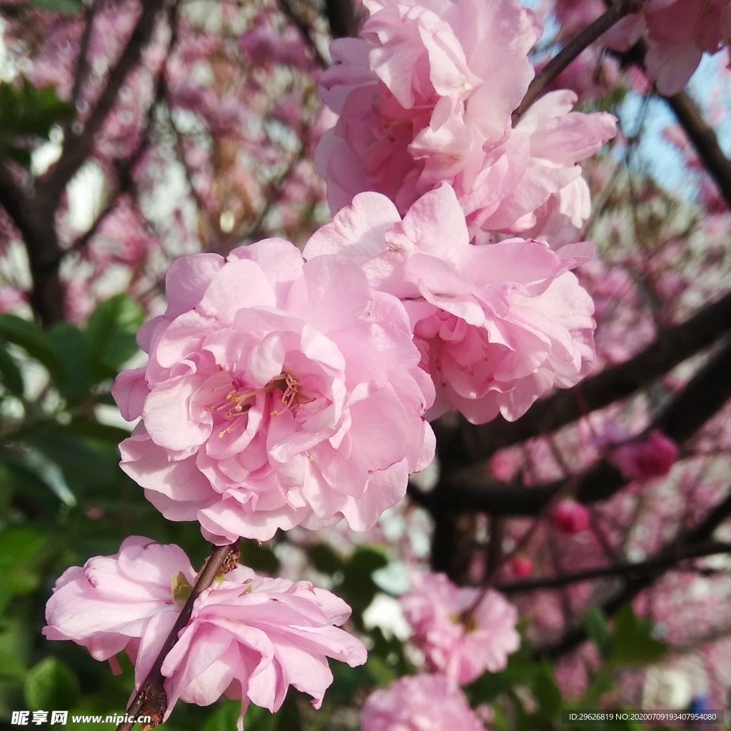 梅花