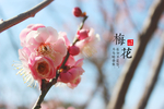 梅花