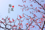 梅花