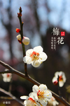 梅花
