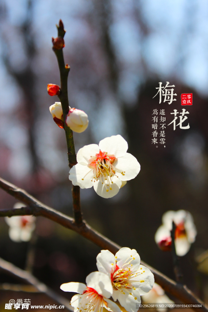 梅花