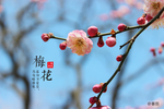 梅花
