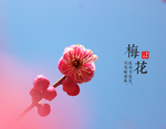 梅花