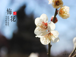 梅花
