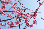 梅花