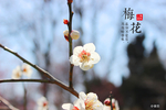 梅花