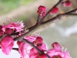 梅花