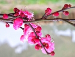 梅花