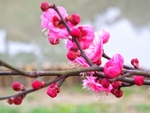 梅花