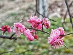 梅花