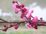 梅花