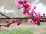 梅花