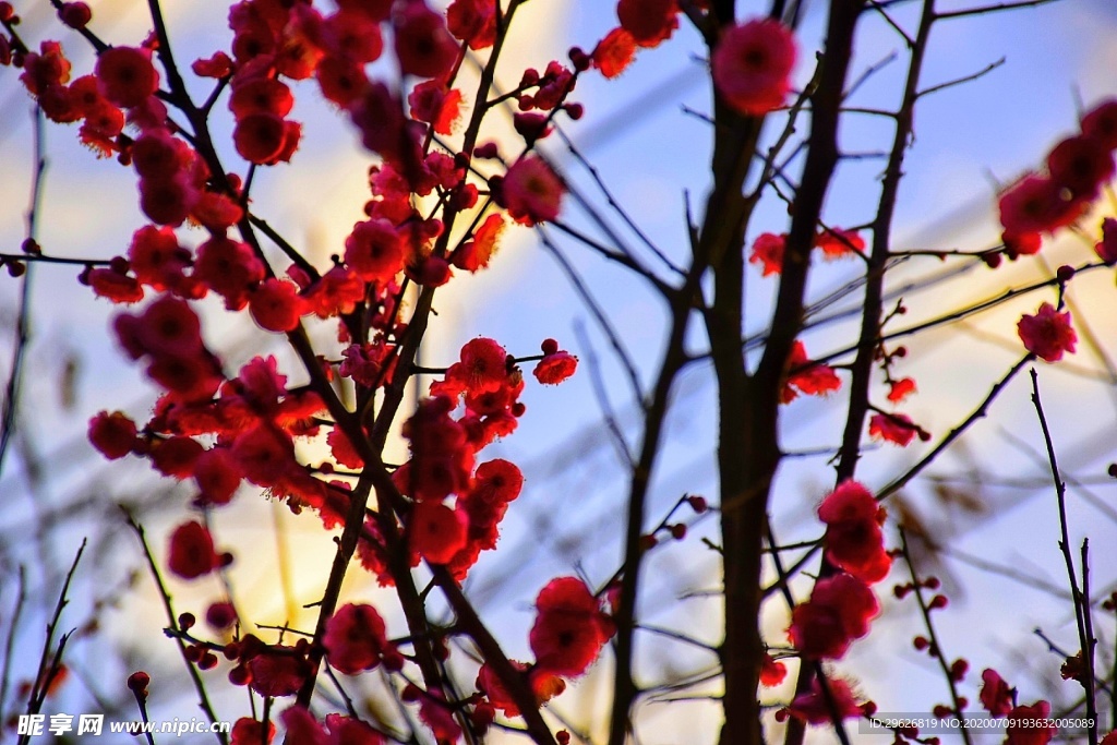 梅花