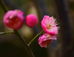 梅花