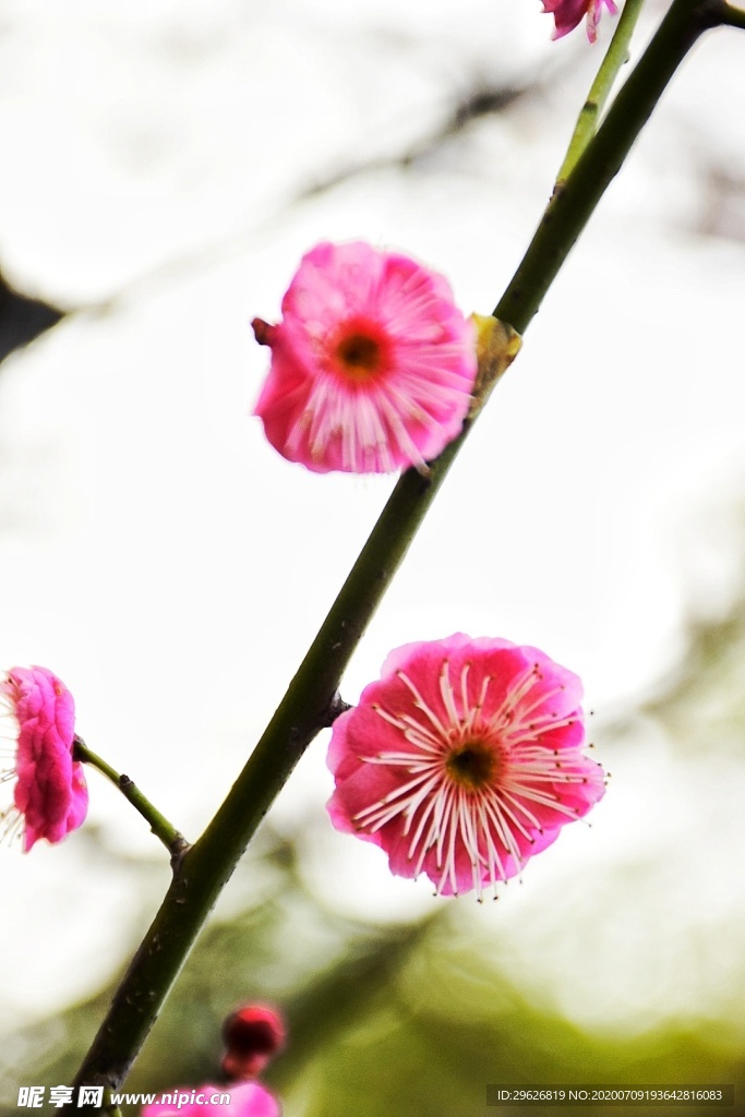 梅花