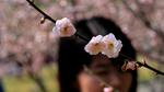梅花