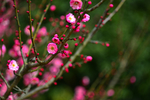 梅花