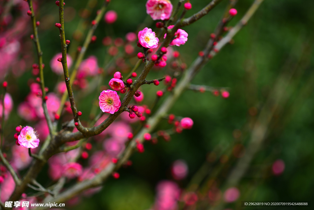 梅花