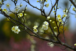 梅花