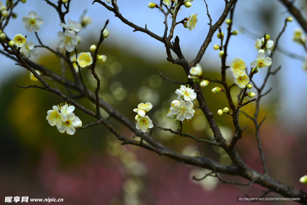 梅花