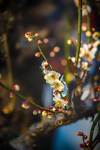 梅花