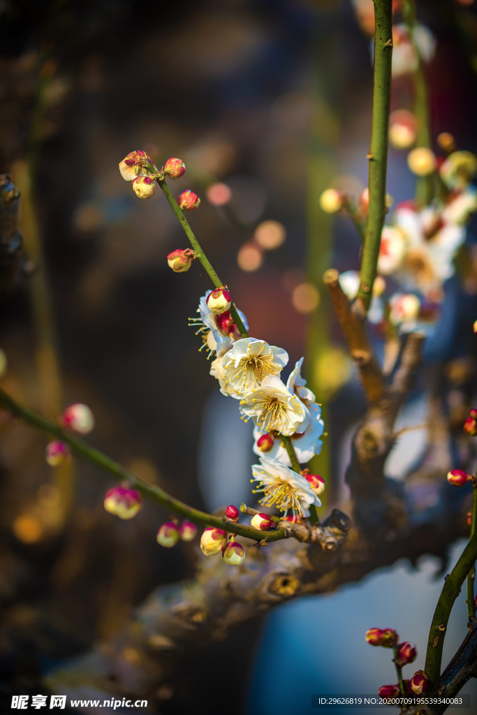 梅花