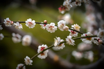 梅花