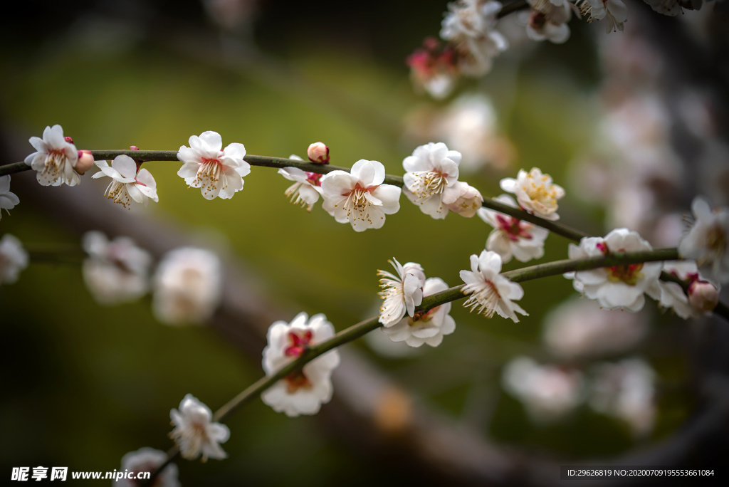 梅花