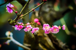 梅花