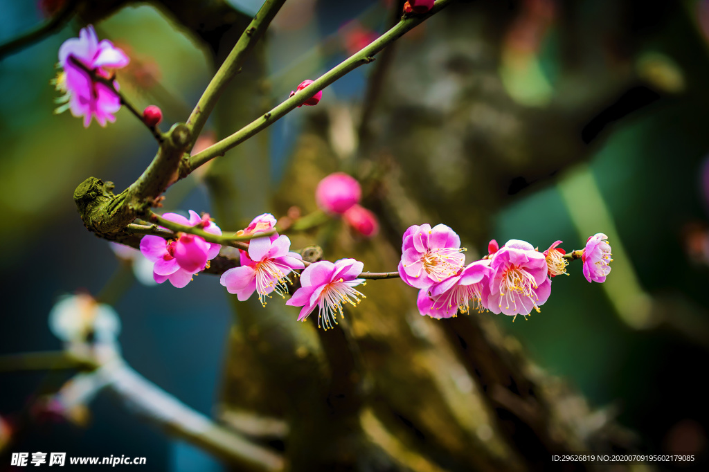 梅花