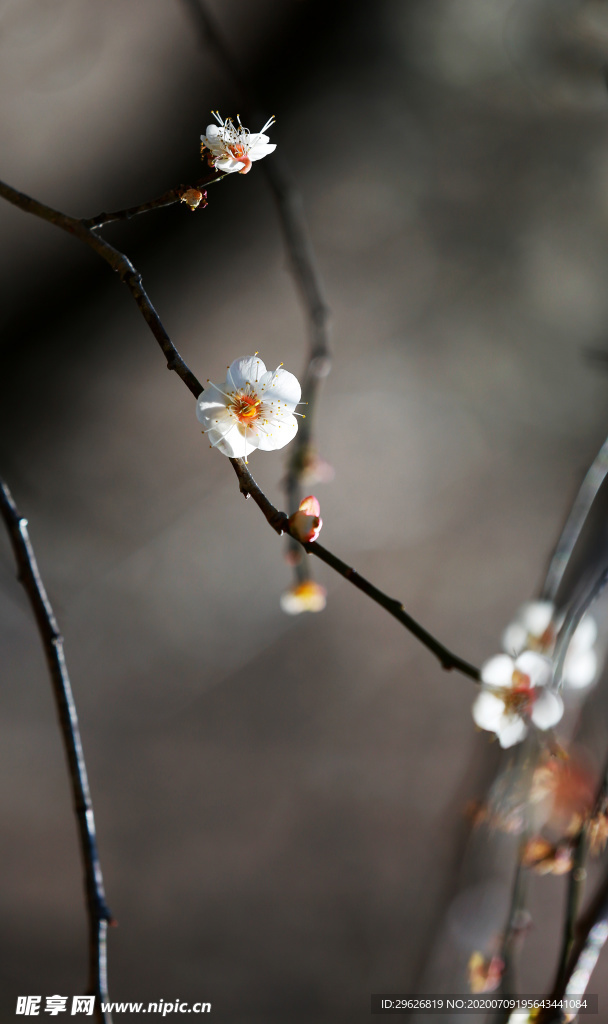 梅花