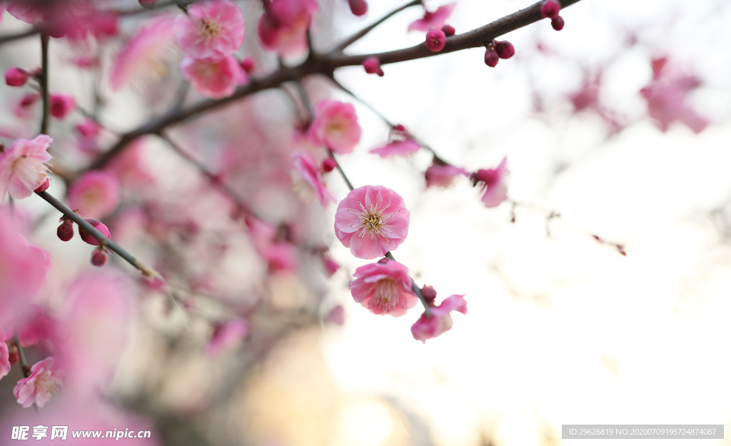 梅花