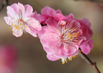 梅花