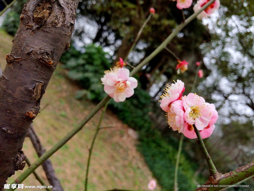 梅花