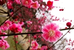 梅花
