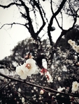 梅花