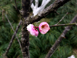 梅花