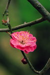 梅花